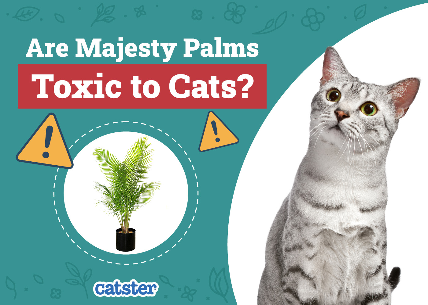 Are Majesty Palms Toxic to Cats? Vet-Reviewed Houseplants Examined