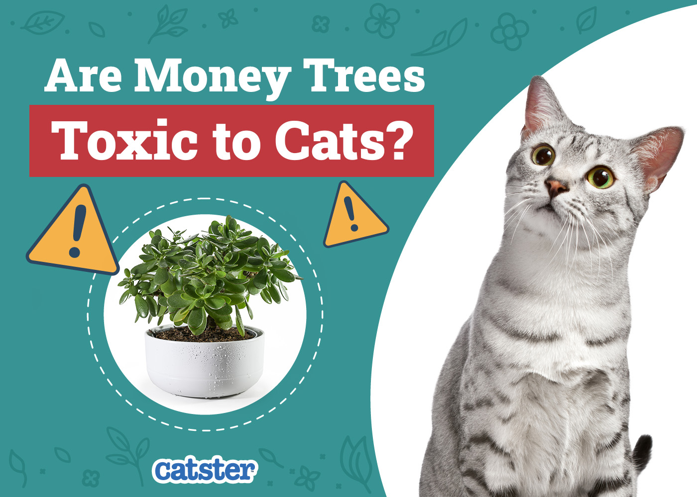 Catster_Are Money Trees Toxic to Cats