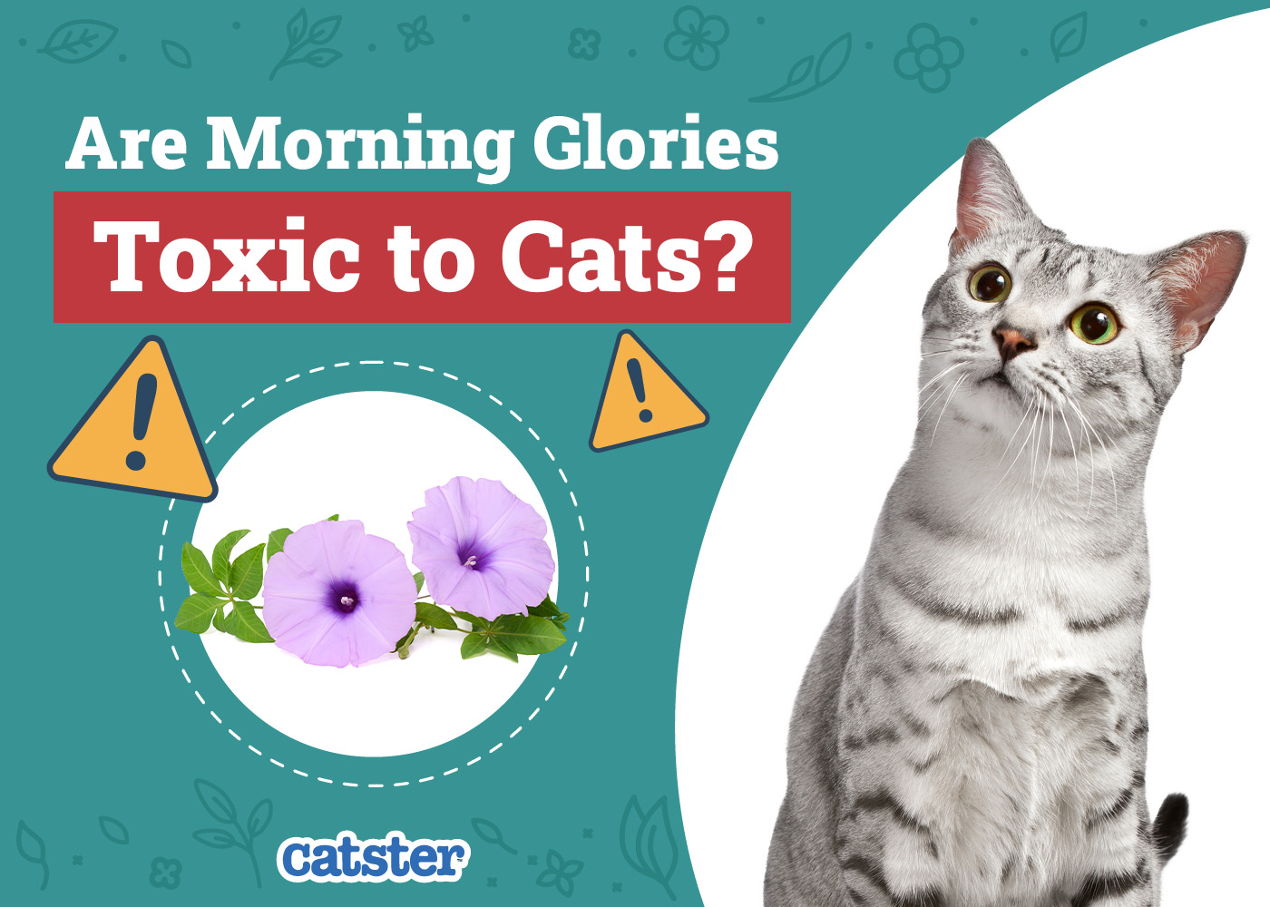 Are Morning Glories Toxic to Cats? Vet-Reviewed Houseplants Examined