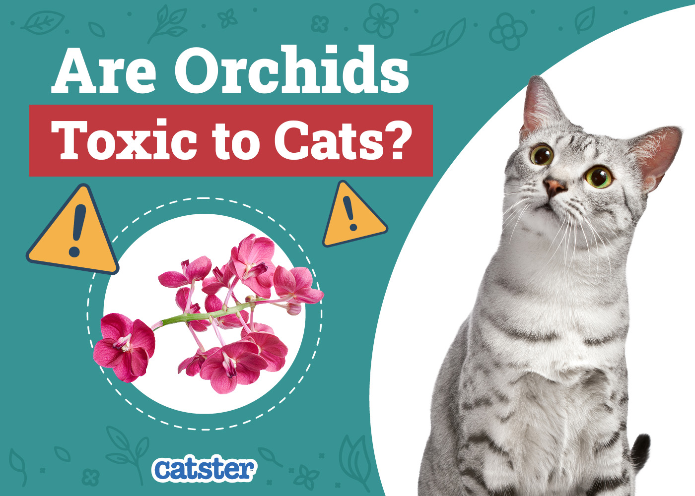 Are Orchids Toxic to Cats? Vet Approved Advice