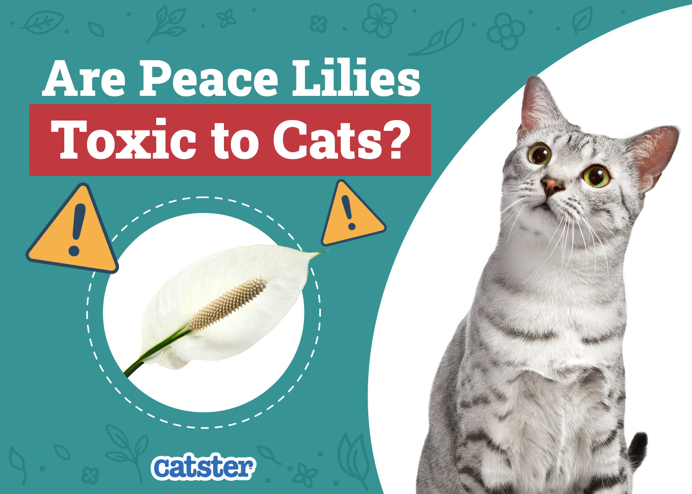 Are Peace Lilies Toxic to Cats? Vet-Verified Risks & FAQ