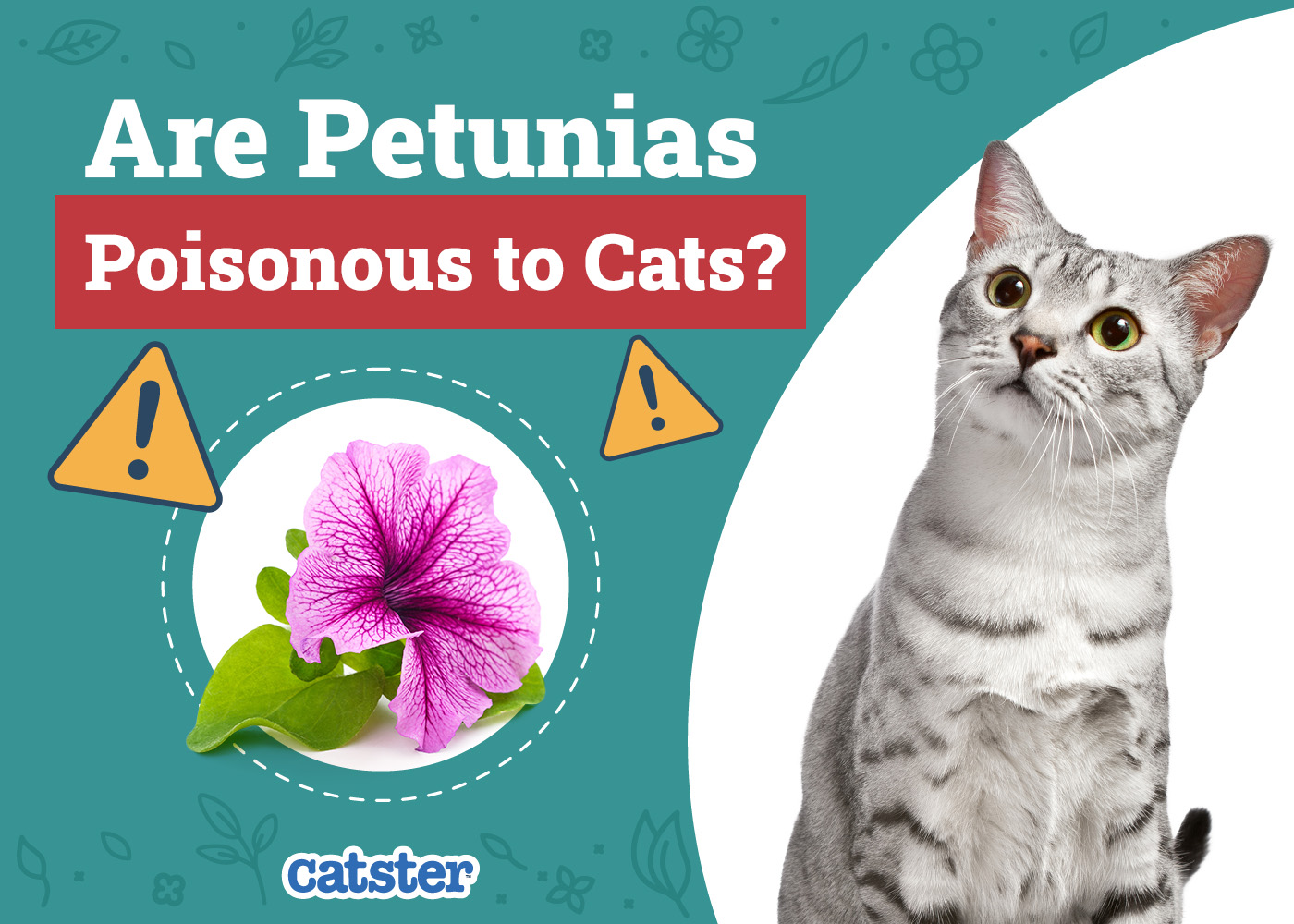 Are Petunias Poisonous to Cats? Vet Approved Houseplants Examined