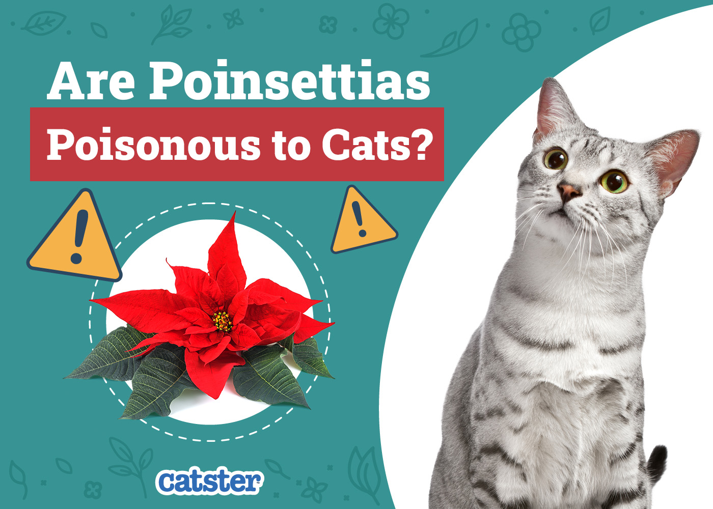Are Poinsettias Poisonous to Cats? Vet-Approved Facts & FAQ