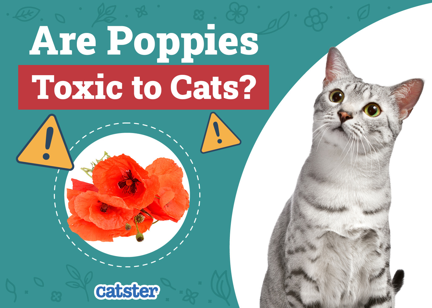 Catster_Are Poppies Toxic to Cats