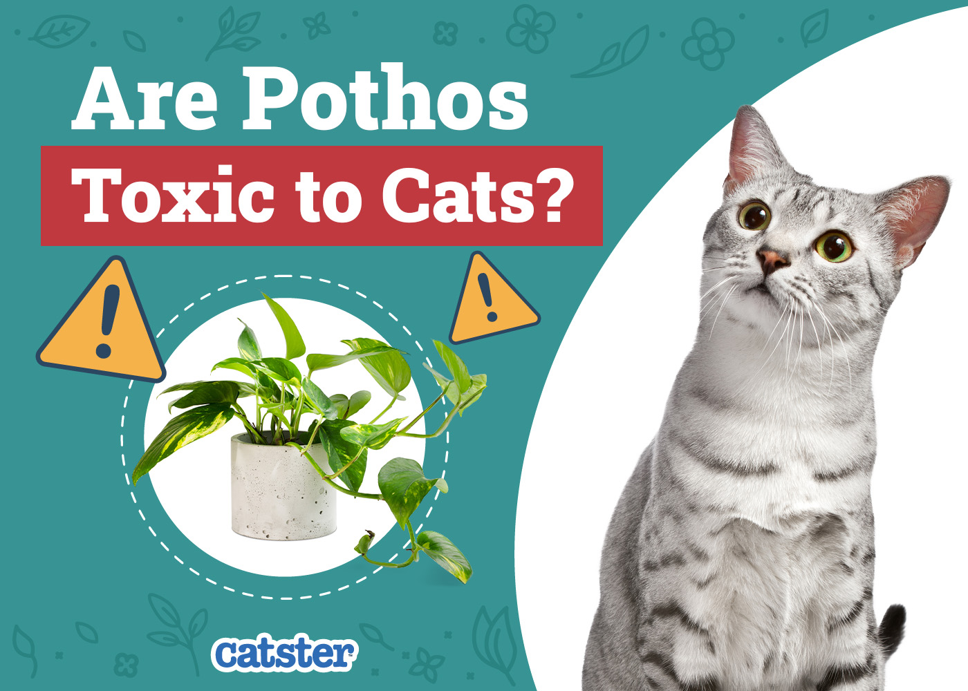 Are Pothos Toxic to Cats? Vet-Verified Facts & Information