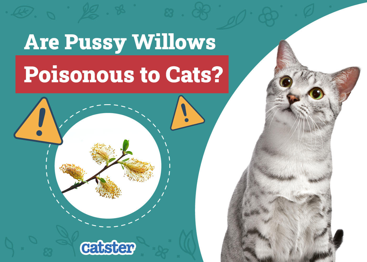 Are Pussy Willows Poisonous to Cats? Vet-Reviewed Houseplants Examined