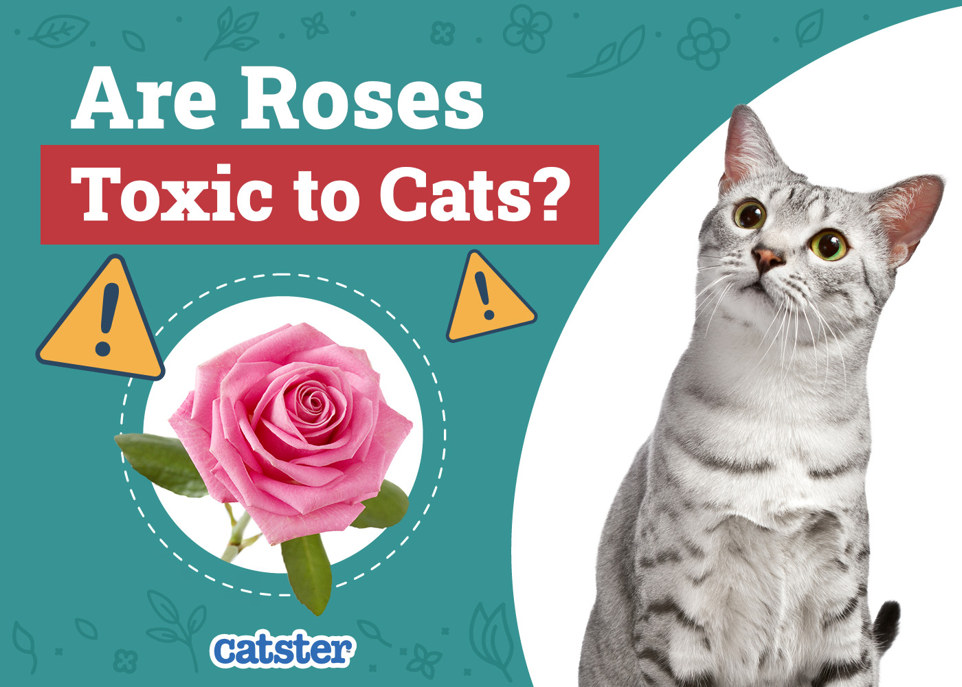 Are Roses Toxic to Cats? Vet-Verified Facts, Risks & Safety Tips