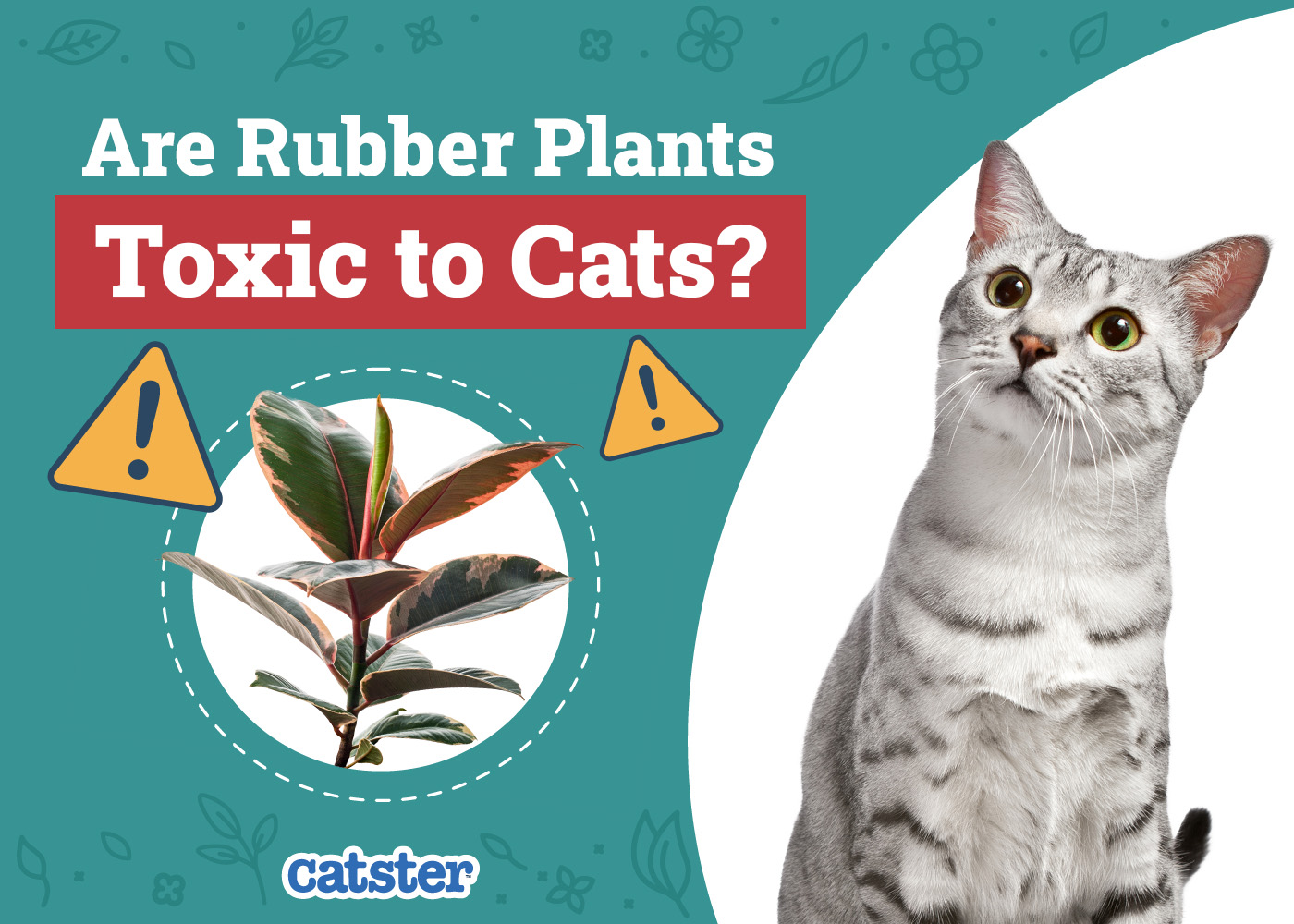 Are Rubber Plants Toxic to Cats? Vet-Reviewed Houseplants Examined