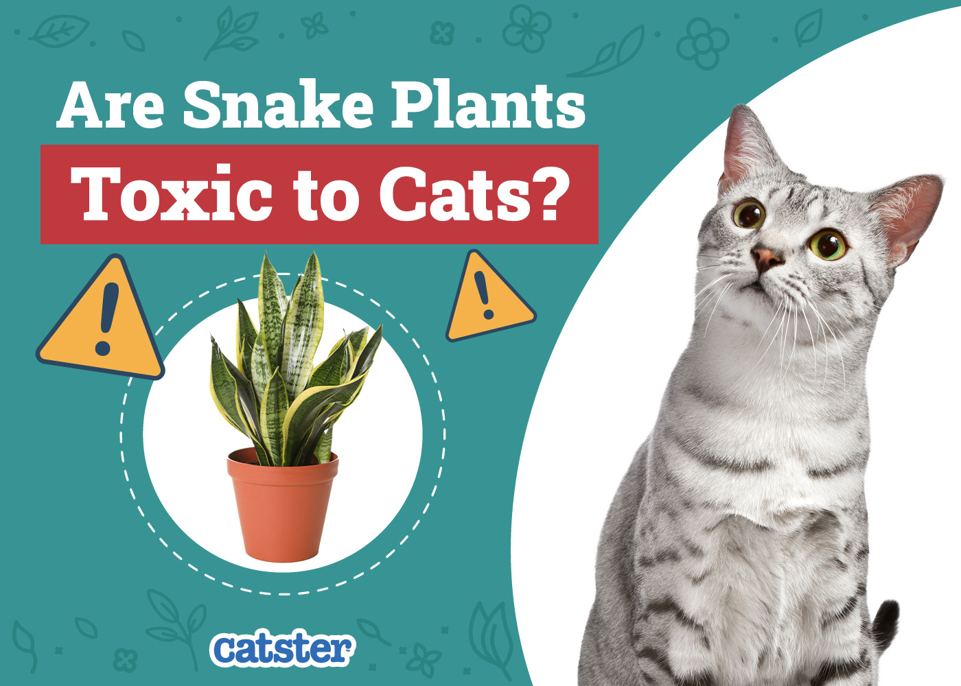 Are Snake Plants Toxic to Cats? Vet Approved Facts & FAQ
