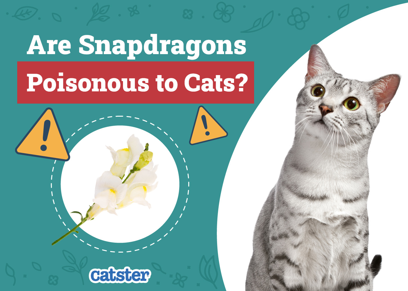 Are Snapdragons Poisonous to Cats? Vet-Verified Houseplant Safety