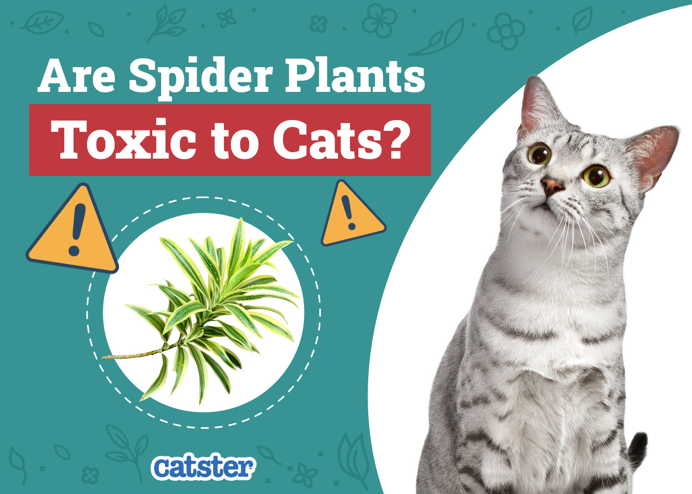 Are Spider Plants Toxic to Cats? Vet Reviewed Facts & FAQ