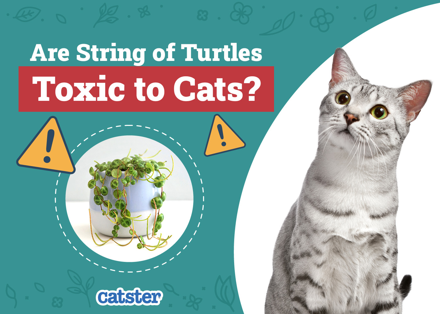 Are String of Turtles Toxic to Cats? Vet-Reviewed Safety Tips & Facts