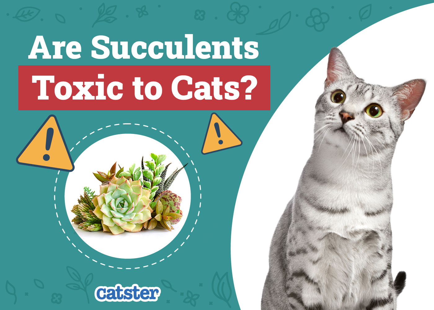 Are Succulents Toxic to Cats? Vet-Approved Facts & Safety Guide