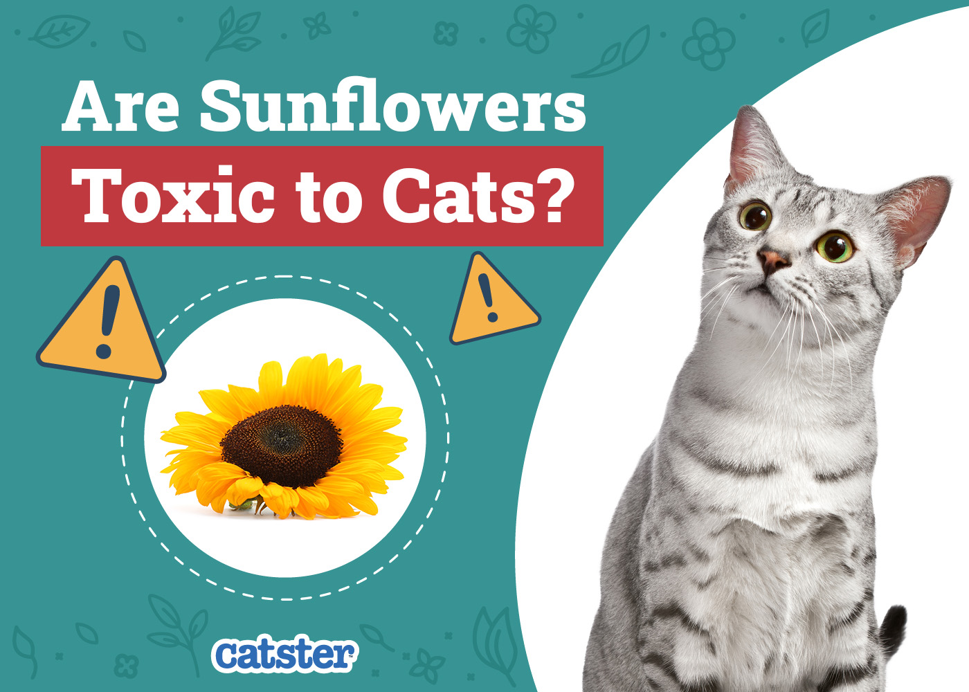Are Sunflowers Toxic to Cats? Vet-Verified Facts & Safety Tips