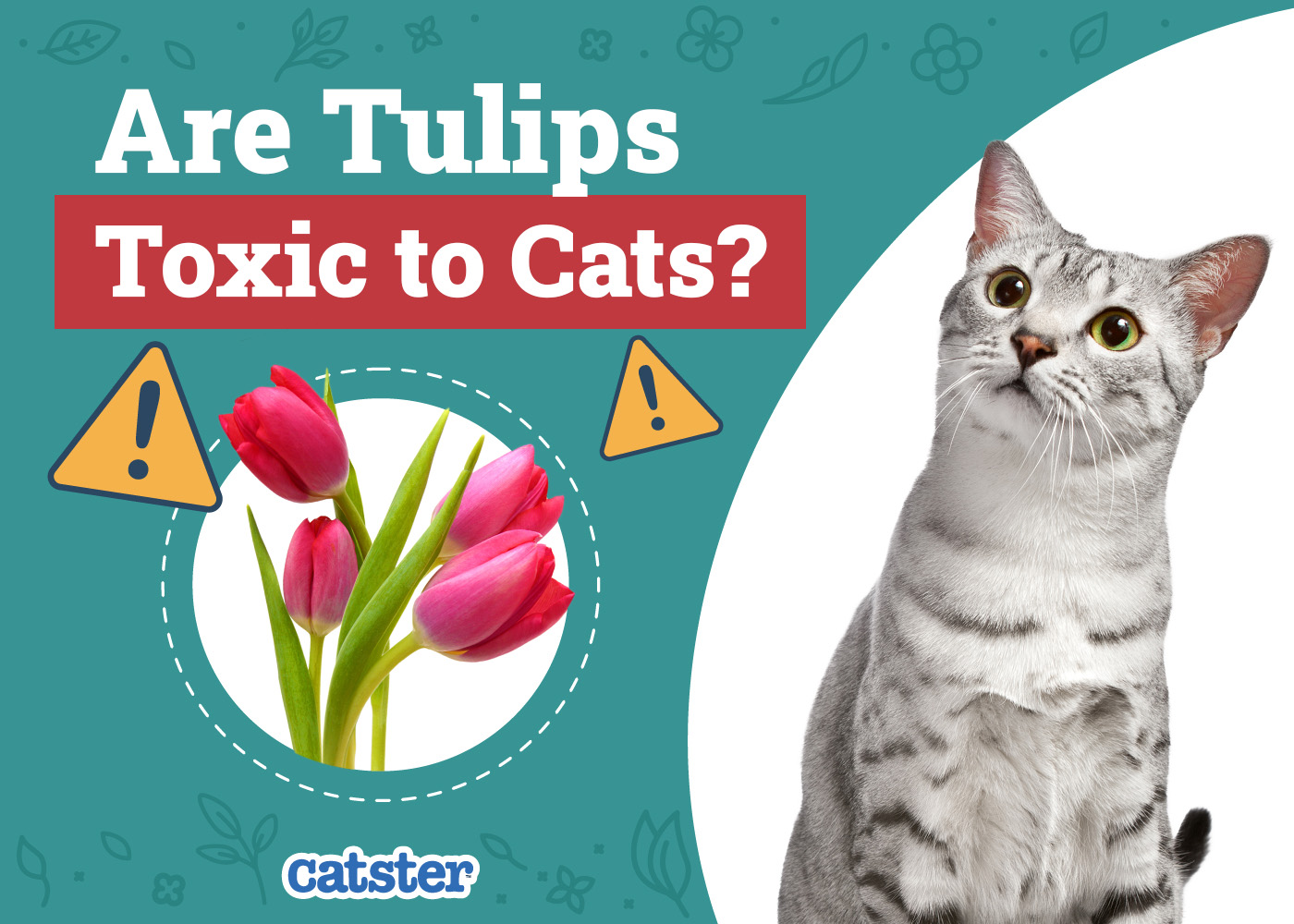 Are Tulips Toxic to Cats? Vet-Reviewed Safety Information