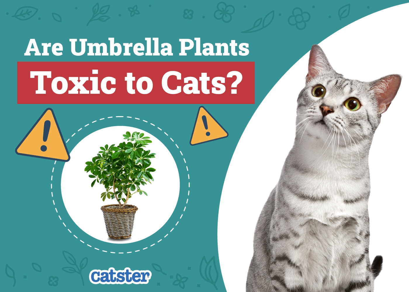 Are Umbrella Plants Toxic to Cats? Vet Approved Toxicity Explained