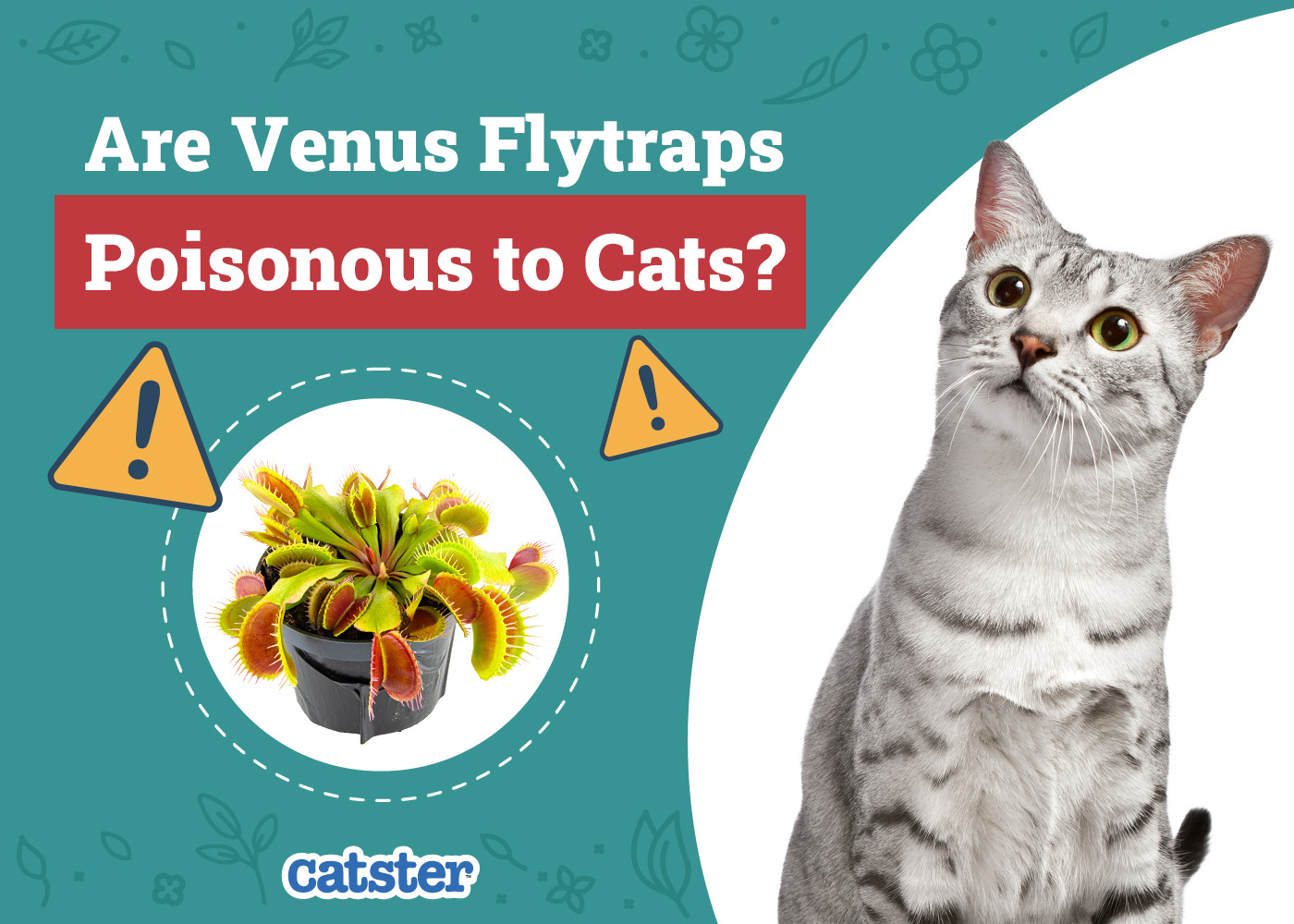 Are Venus Flytraps Poisonous to Cats? Vet-Reviewed Houseplants Examined
