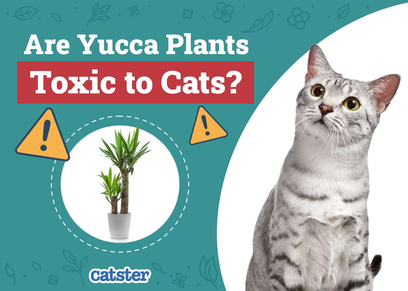 Are Yucca Plants Toxic to Cats? Vet-Verified Ingestion Signs & Treatment