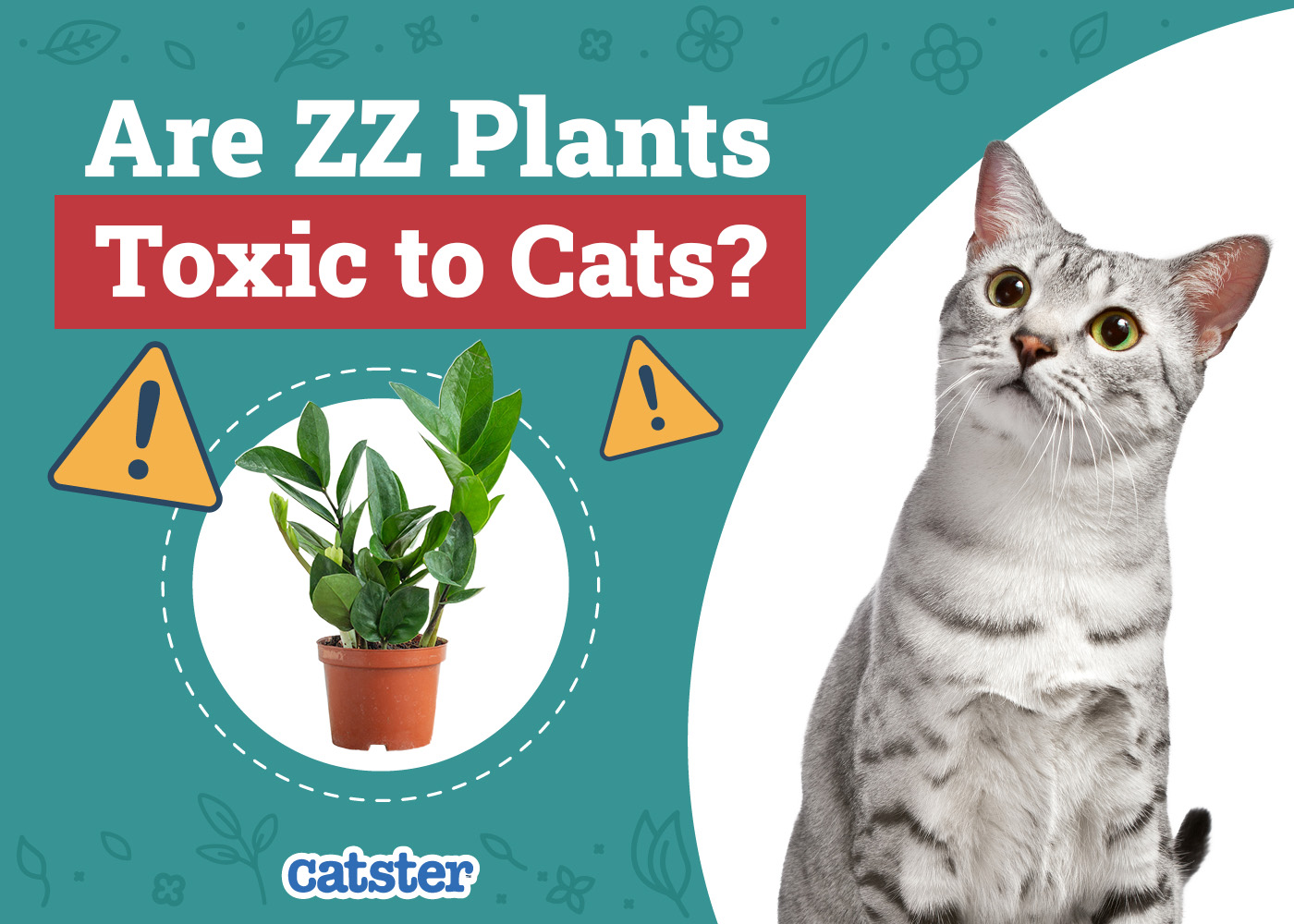 Catster_Are ZZ Plants Toxic to Cats