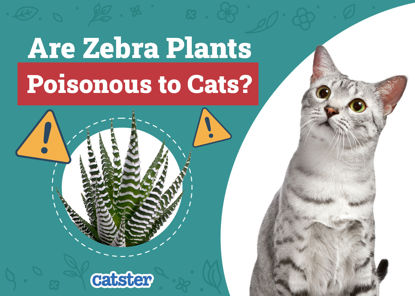 Are Zebra Plants (Haworthia) Poisonous to Cats? Vet-Reviewed Houseplants Examined