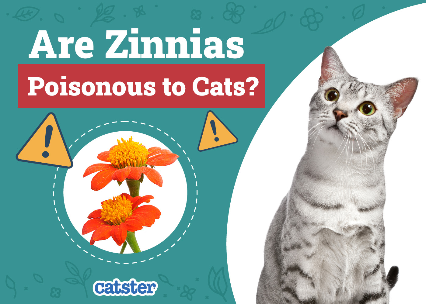 Are Zinnias Poisonous to Cats? Vet-Reviewed Houseplants Examined