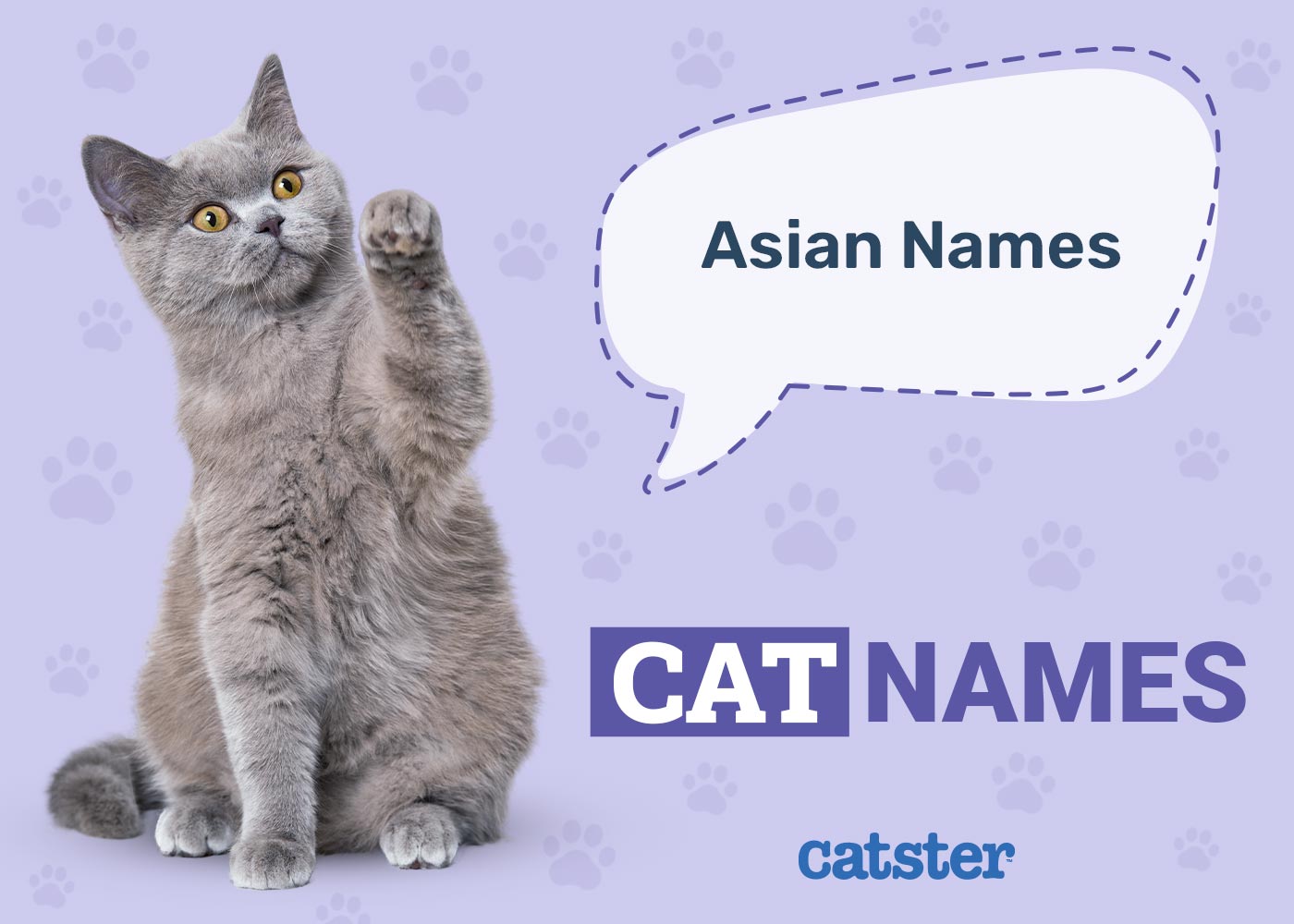 245 Asian Cat Names: Korean, Japanese, Chinese Inspired Ideas