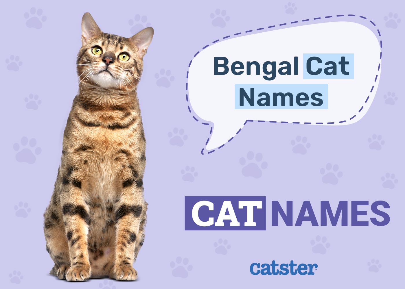 110 Bengal Cat Names: Great Ideas For Your Exotic Cat