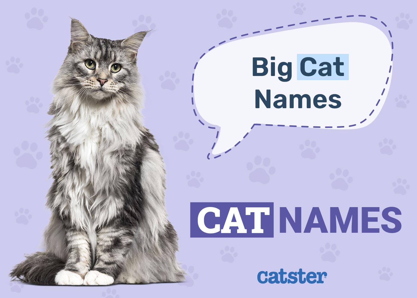 350+ Big Cat Names: Great Ideas for Your Large Cat