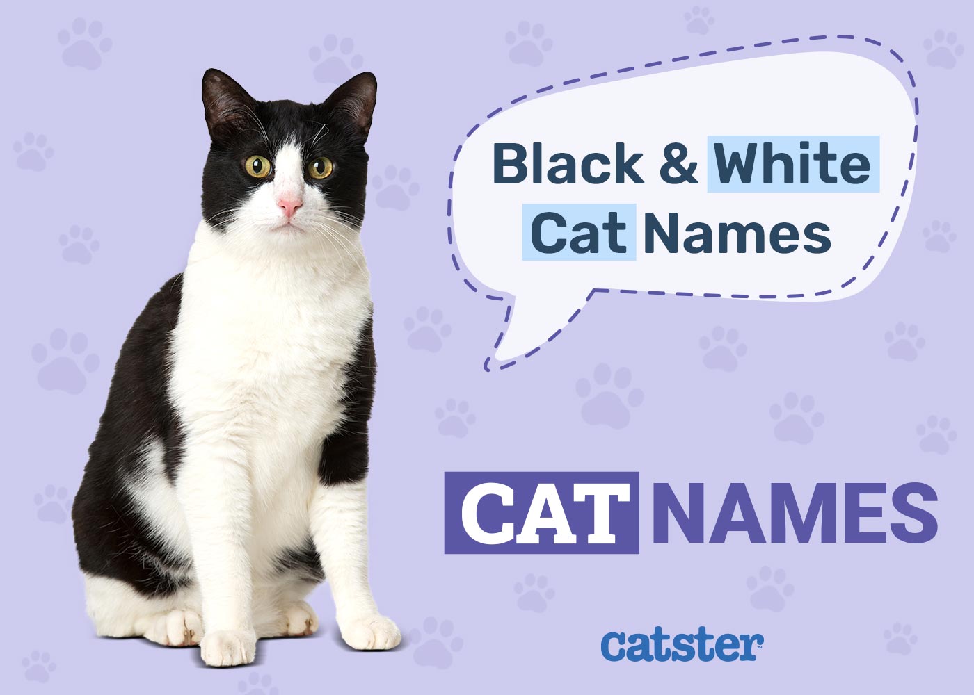 150+ Black and White Cat Names: Great Ideas for Your Tuxedo Cat