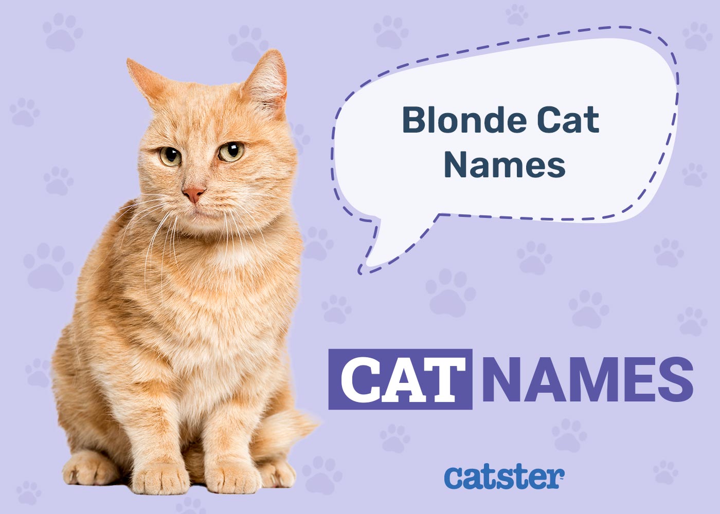 190+ Popular Blonde Cat Names: Beautiful & Unique Options