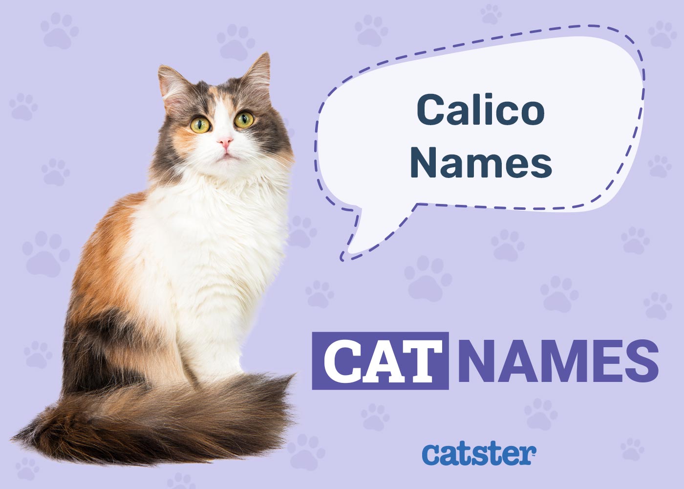 170 Calico Cat Names: Great Ideas for Your Elegant Cat