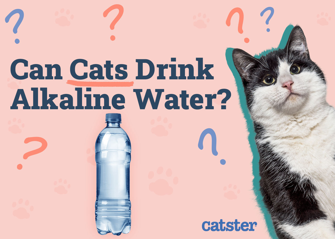 Can Cats Drink Alkaline Water? Nutritional Facts & FAQ (Vet Answer)