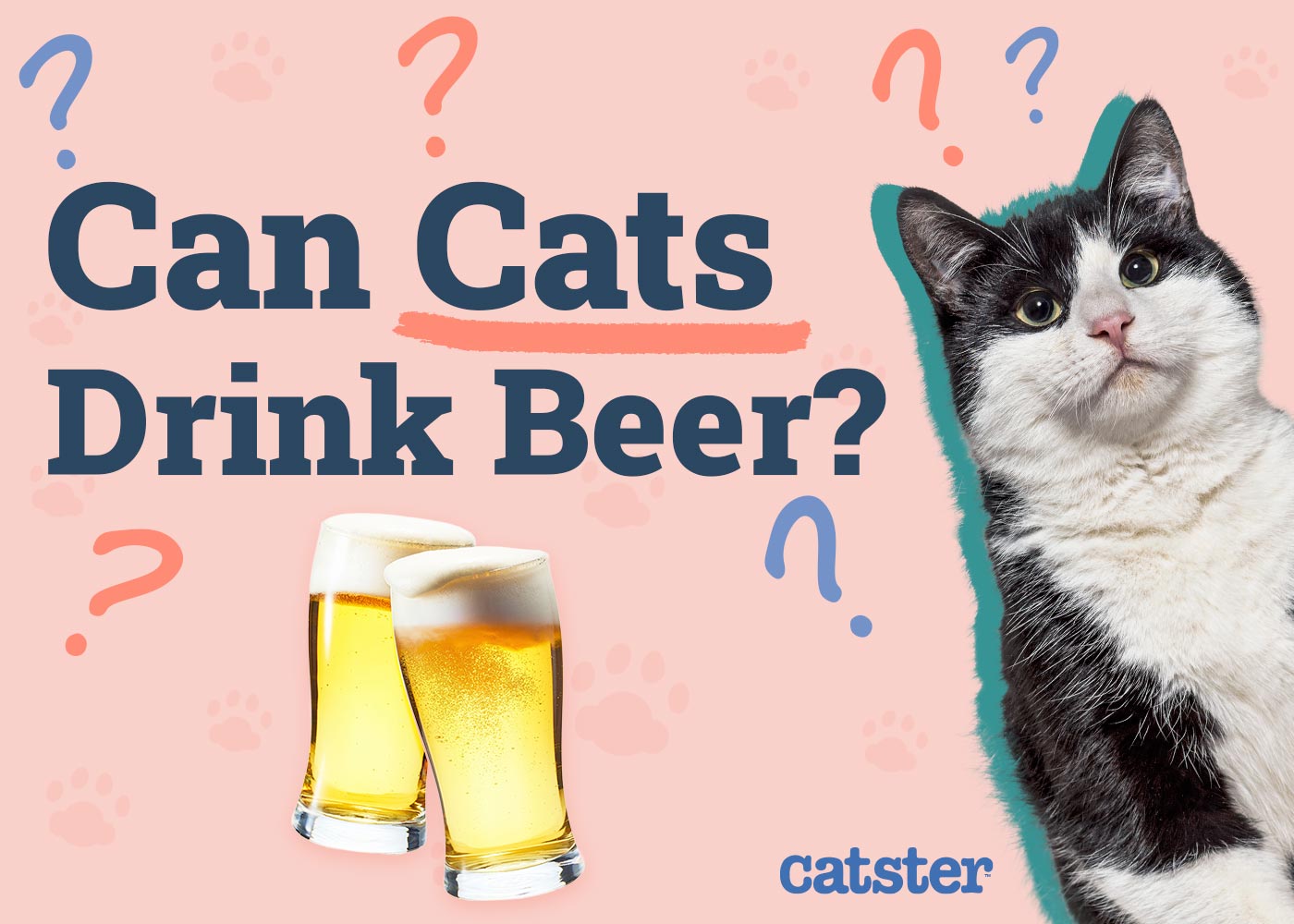 Can Cats Drink Beer? Our Vet Explains