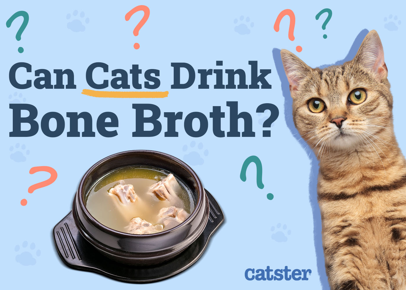 Can Cats Drink Bone Broth