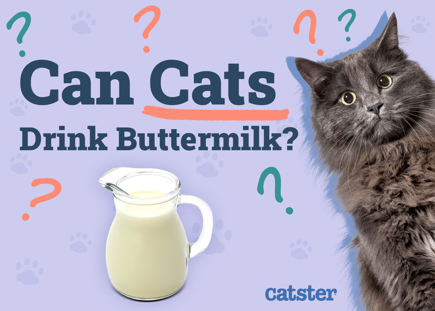 Can Cats Drink Buttermilk? Vet-Approved Diet Facts & FAQ