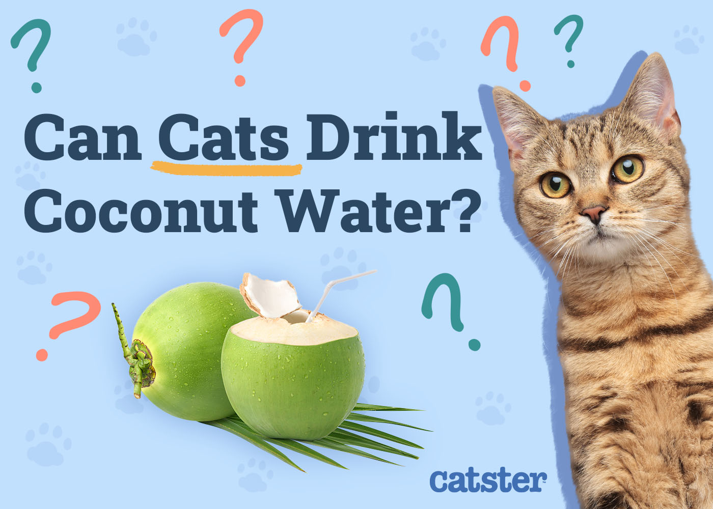 Can Cats Drink Coconut Water? Vet-Verified Nutrition Facts & FAQ