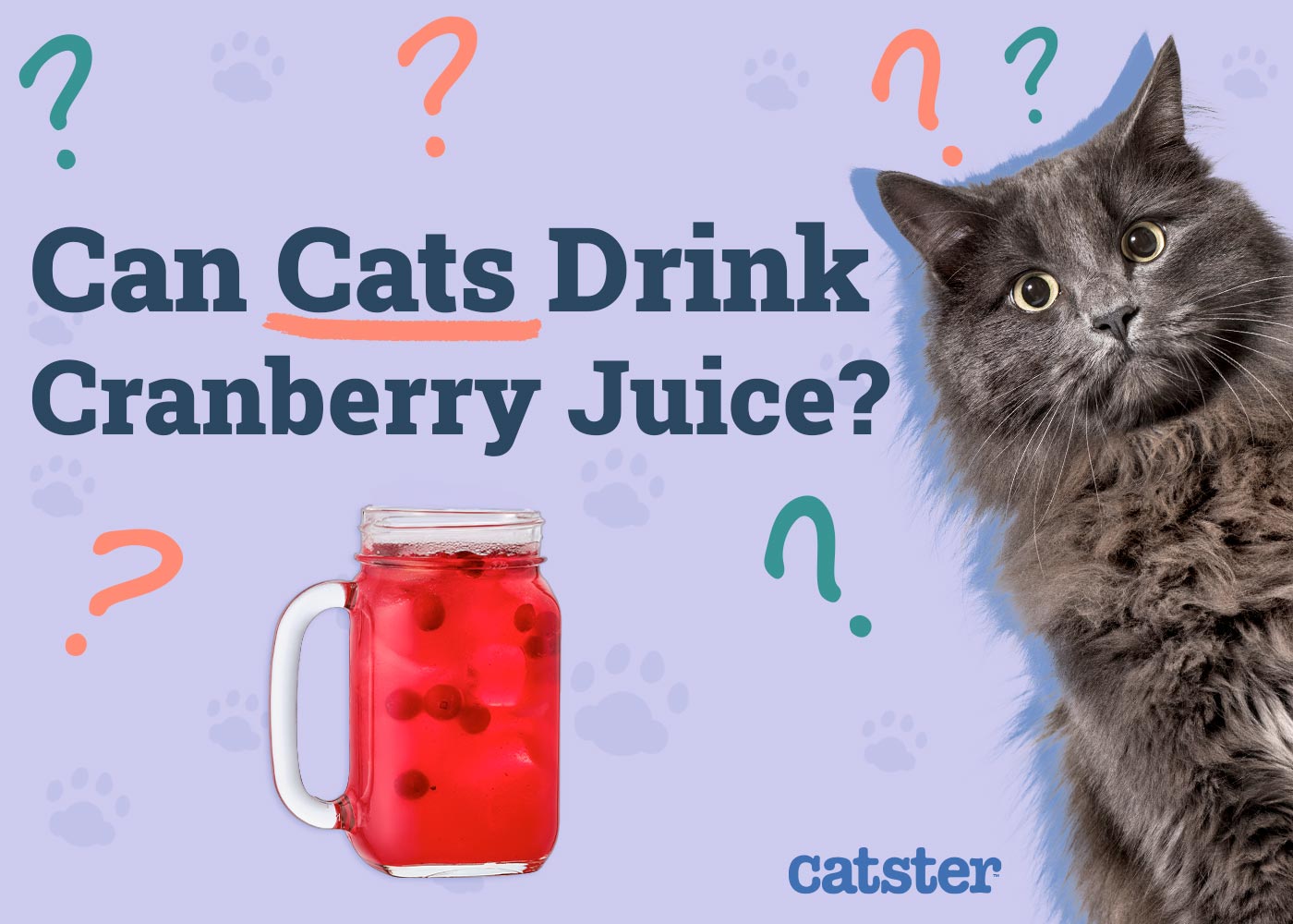 Can Cats Drink Cranberry Juice? Vet-Reviewed Facts & FAQ