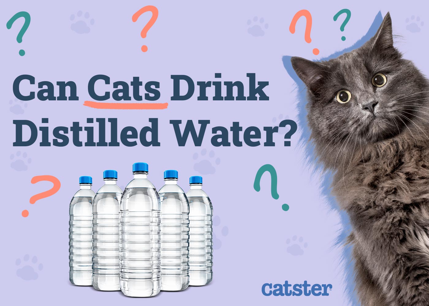 Can Cats Drink Distilled Water? Vet-Reviewed Facts & FAQs