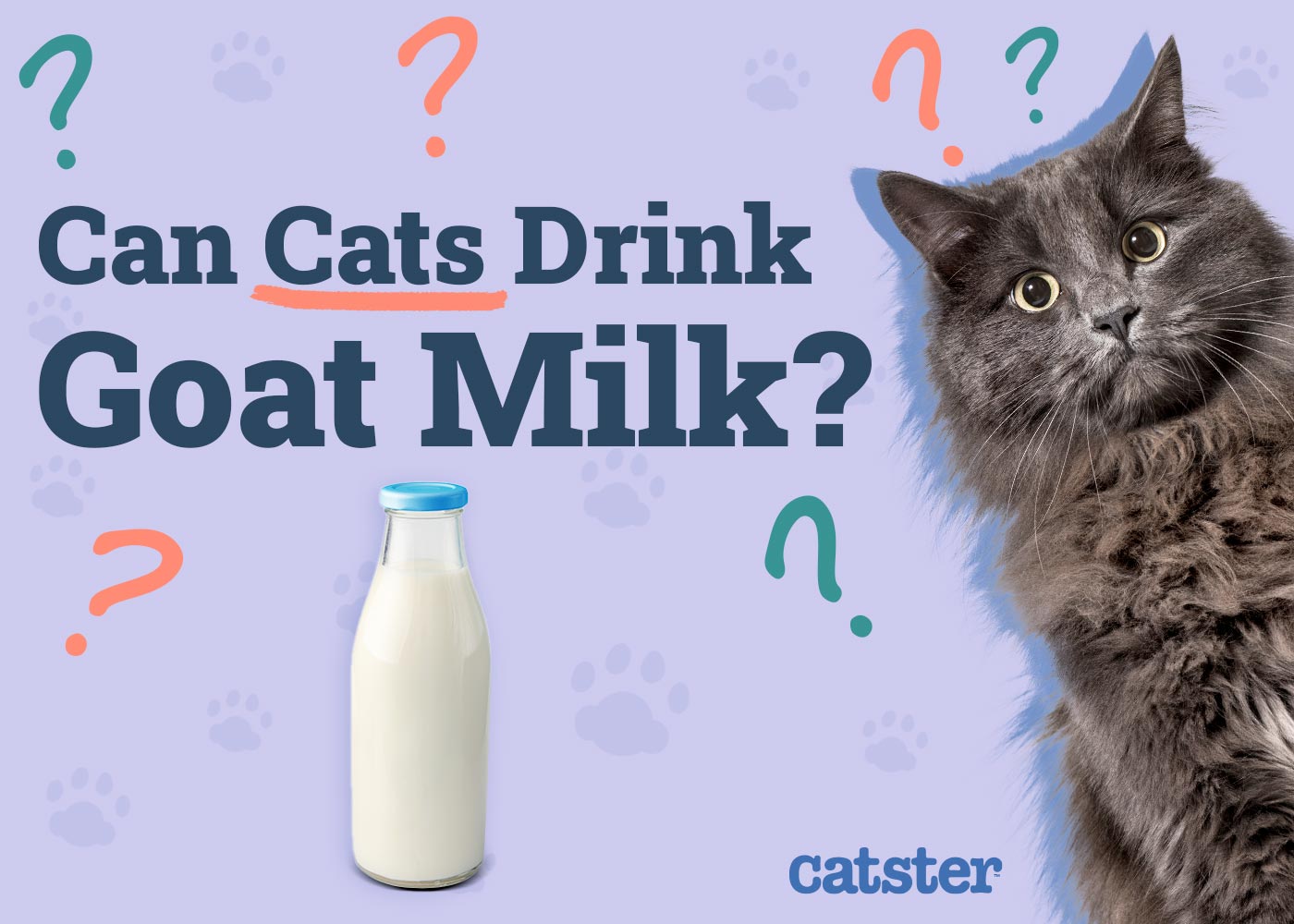 Can Cats Drink Goat Milk? Vet-Reviewed Facts & FAQs