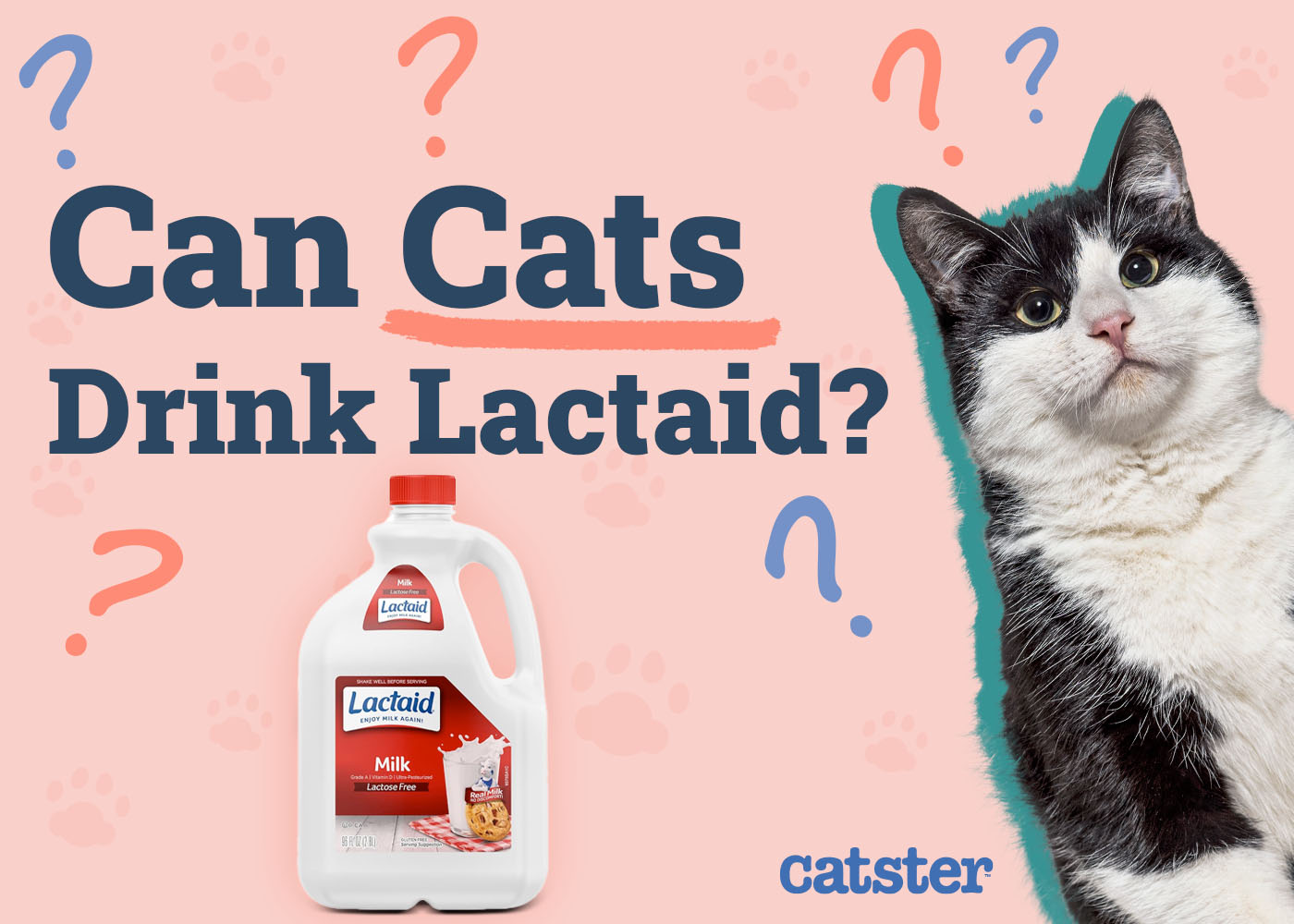 Can Cats Drink Lactaid? Vet-Approved Nutritional Science & Info