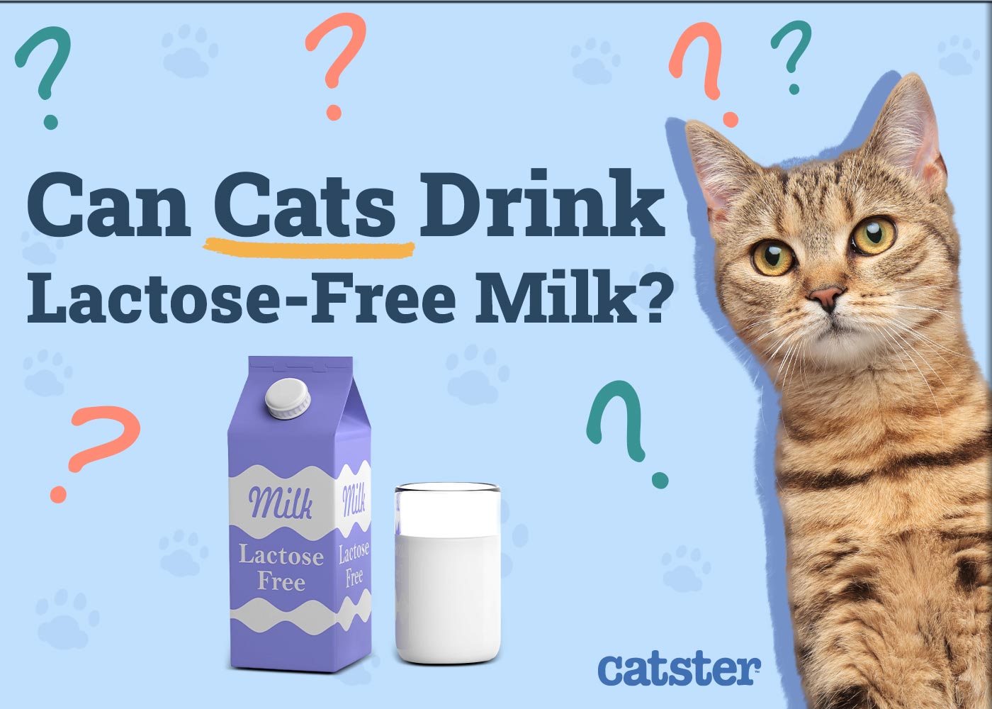 Can Cats Drink Lactose-Free Milk? Vet-Verified Nutrition Facts