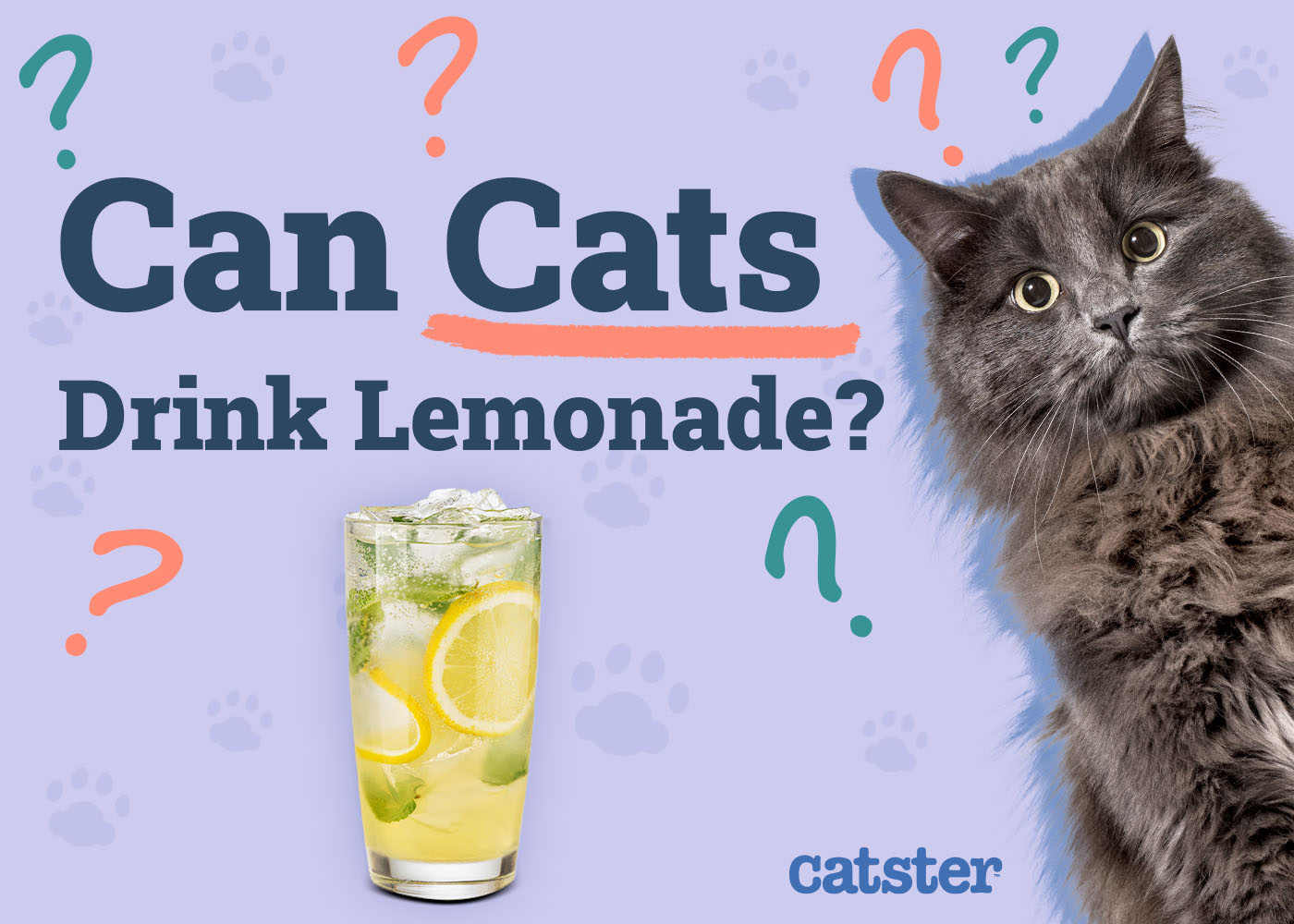 Can Cats Drink Lemonade? Vet Reviewed Health Risks & FAQ