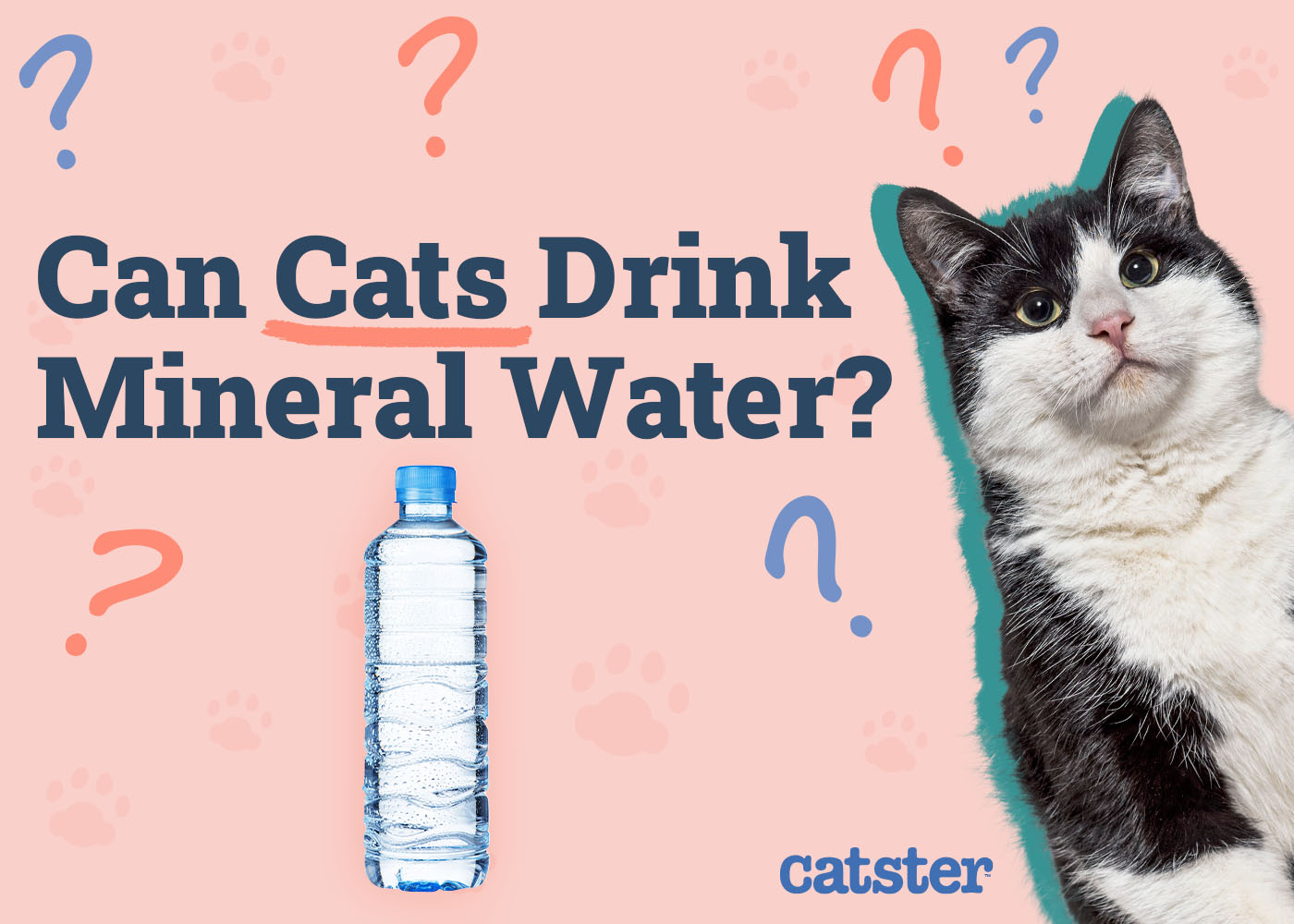 Can Cats Drink Mineral Water? Vet Approved Nutrition Advice