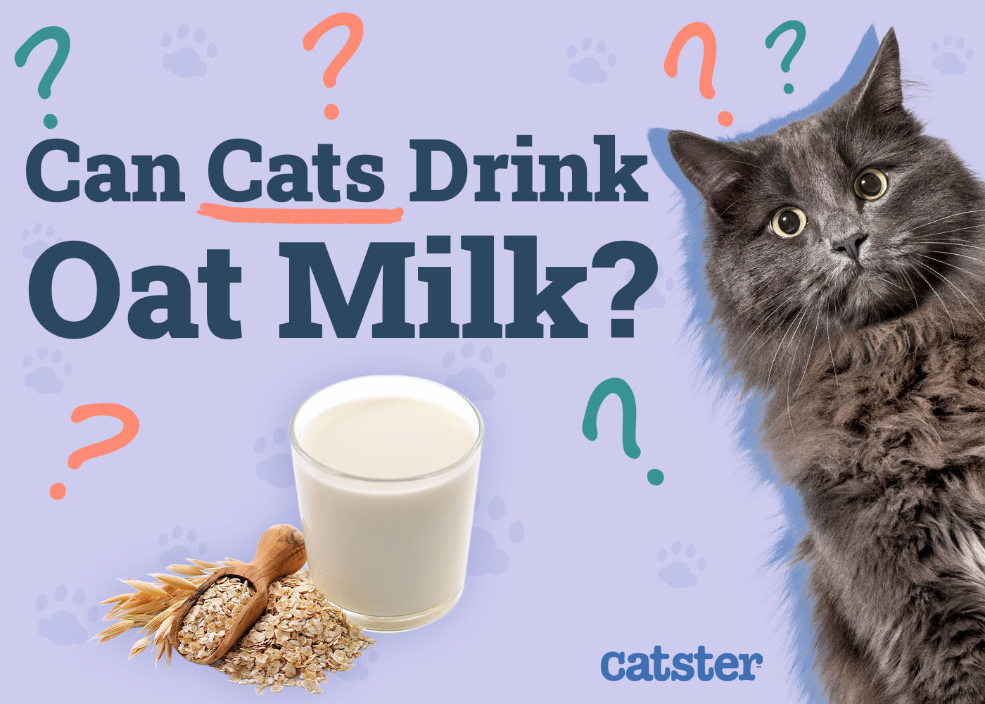 Can Cats Drink Oat Milk? Vet-Reviewed Facts & Safety Guide