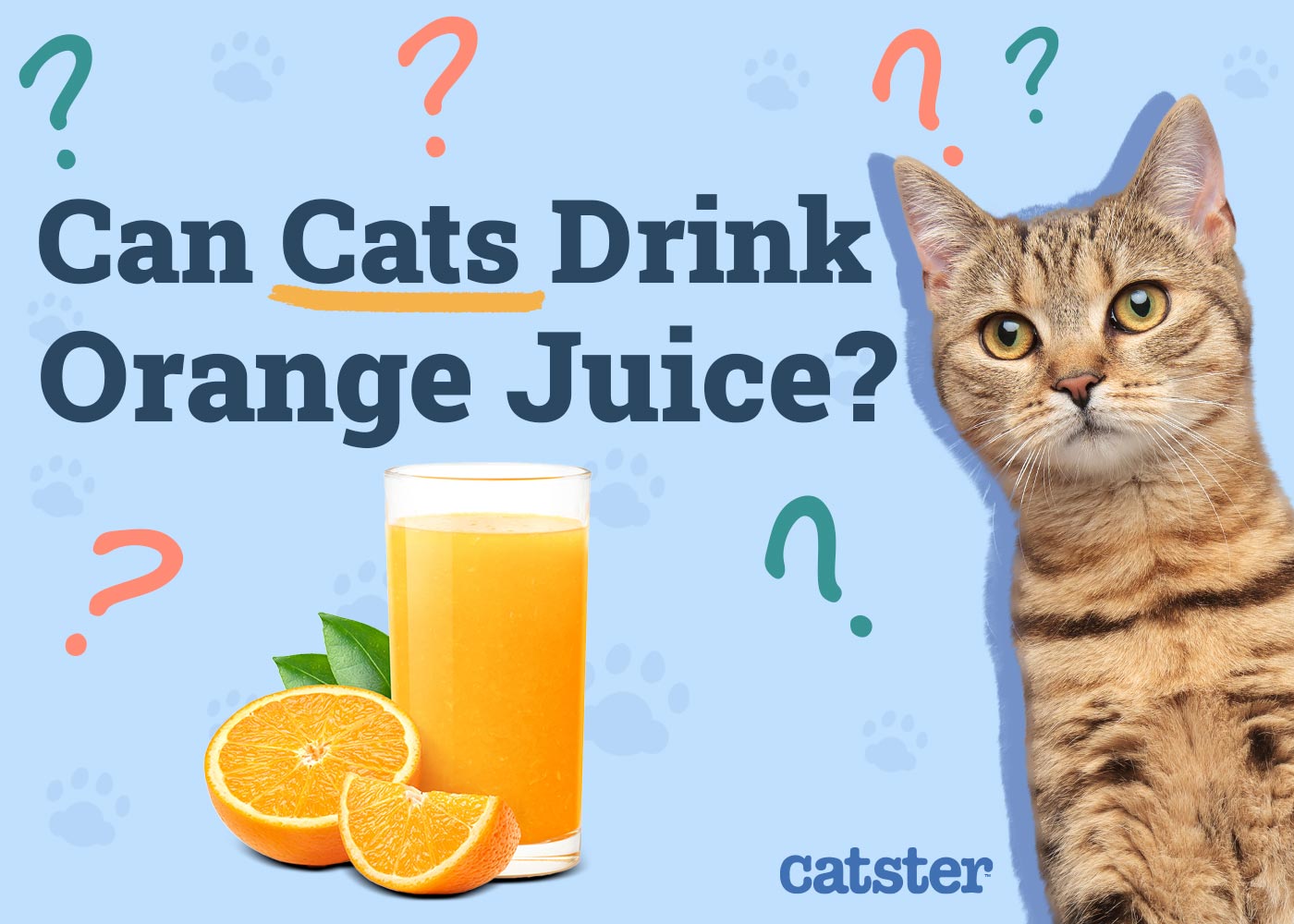 Can Cats Drink Orange Juice? Vet-Reviewed Nutrition Facts & FAQ
