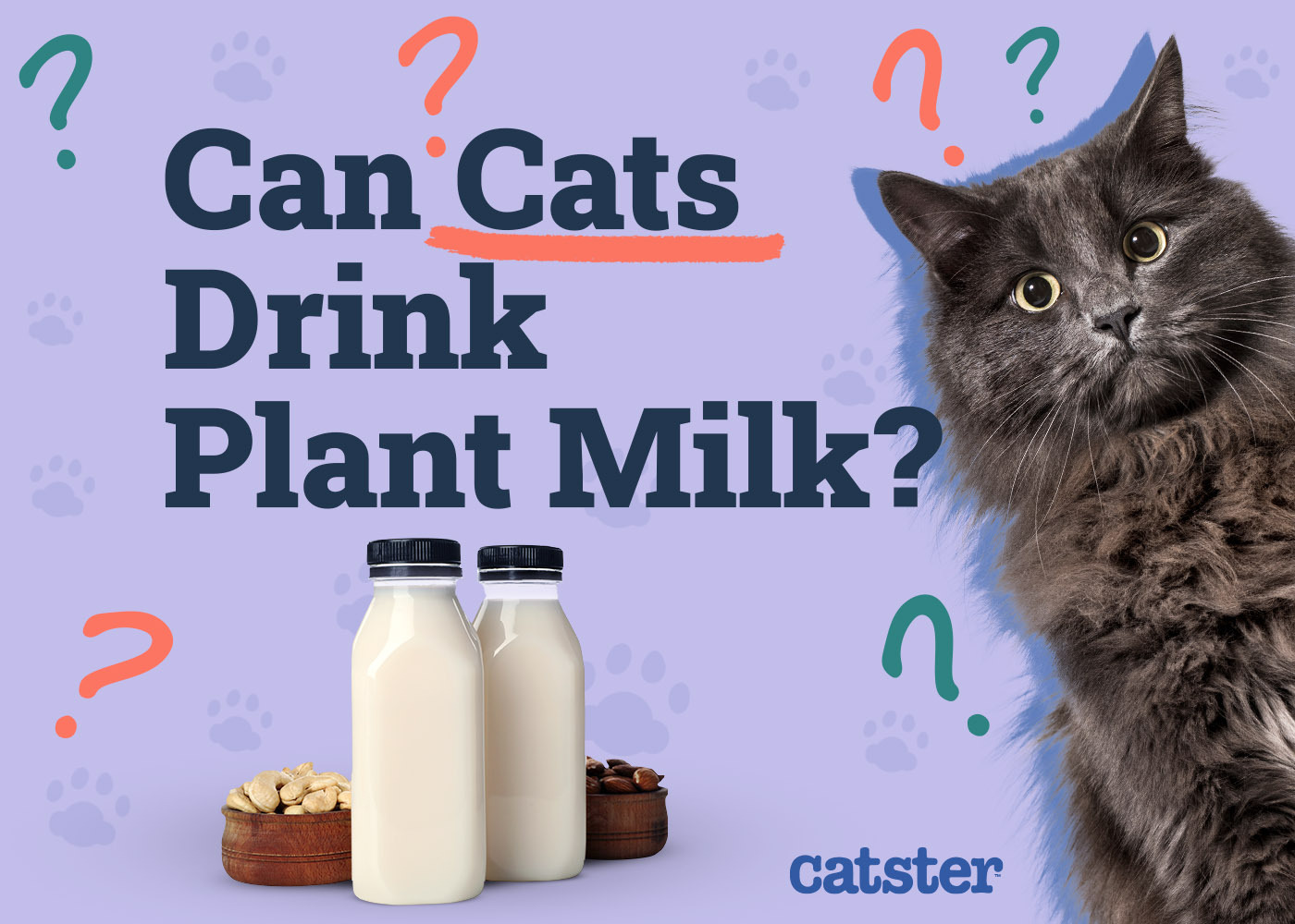 Can Cats Drink Plant Milk? Vet-Reviewed Facts & FAQ