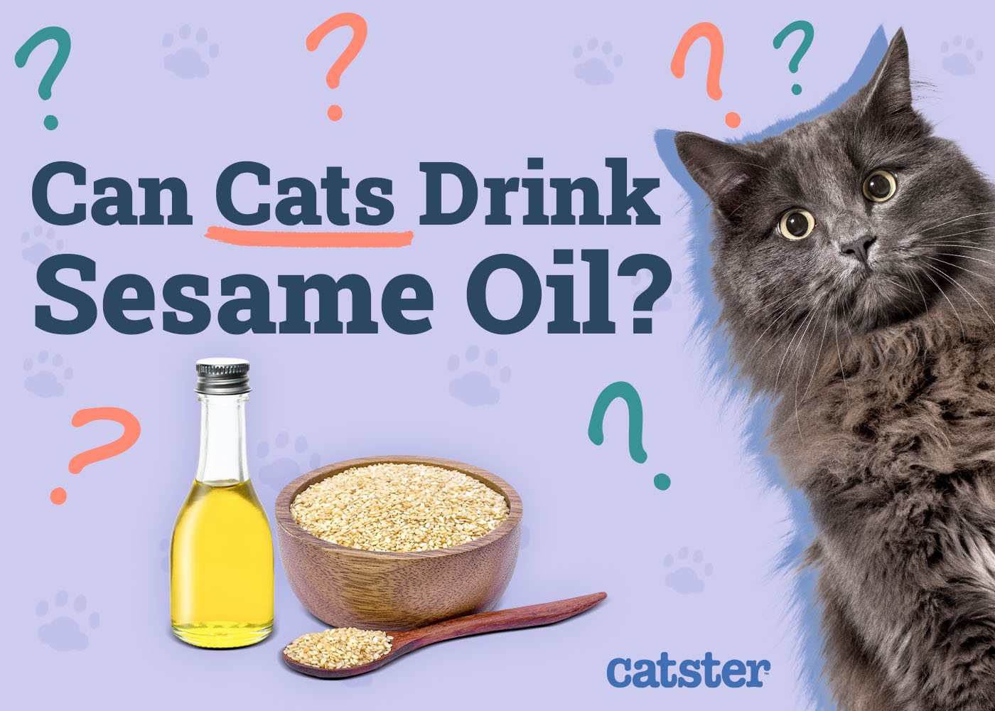 Can Cats Drink Sesame Oil? Vet Reviewed Nutrition Advice