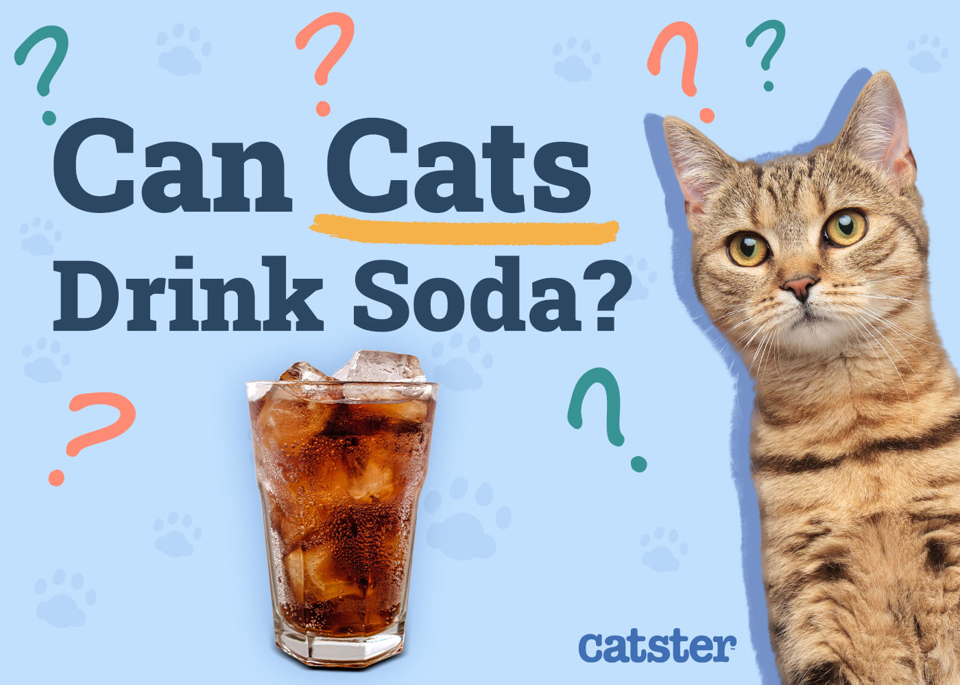 Can Cats Drink Soda? Vet Approved Nutrition & Safety