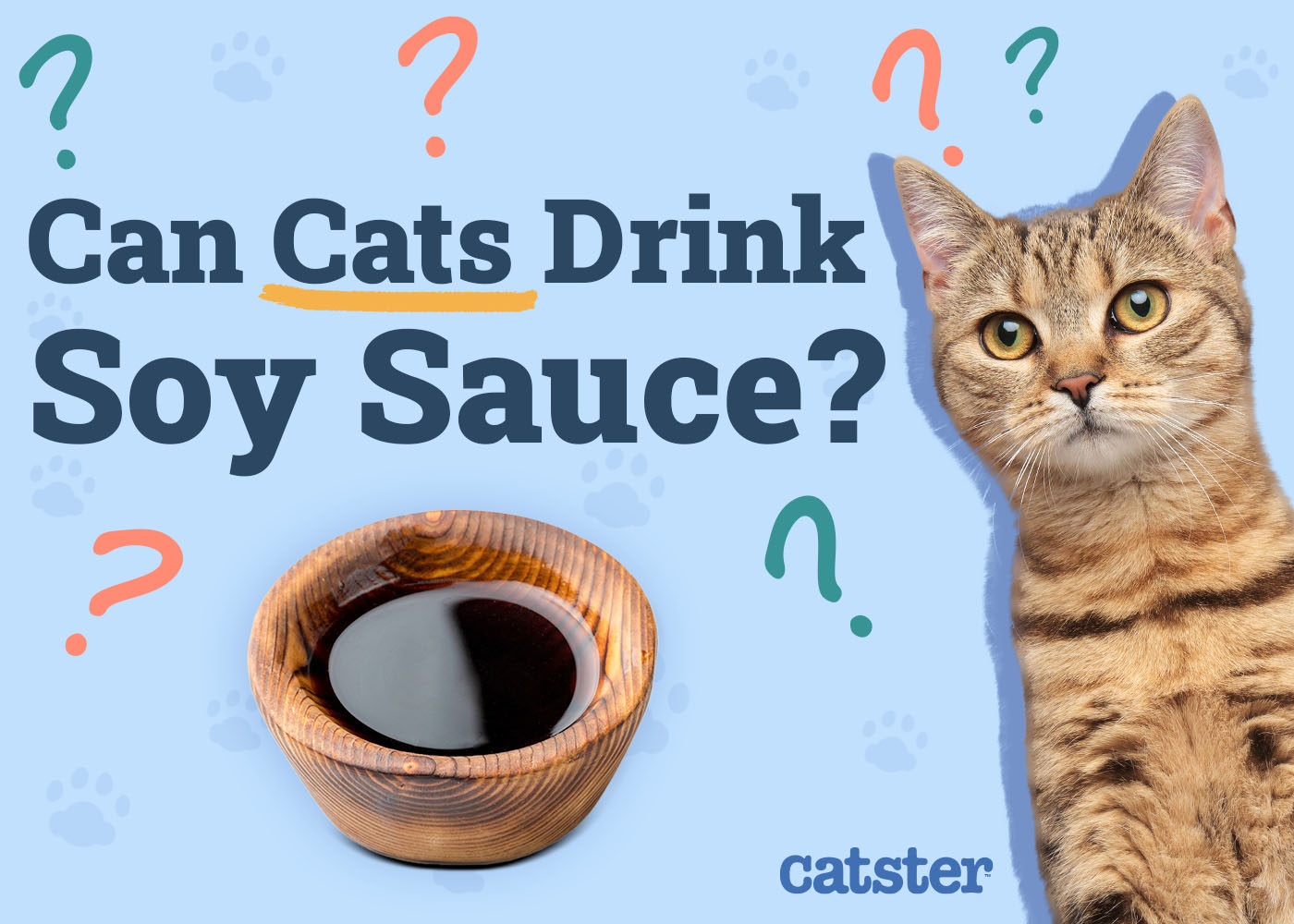 Can Cats Drink Soy Sauce? Vet-Approved Facts & FAQ