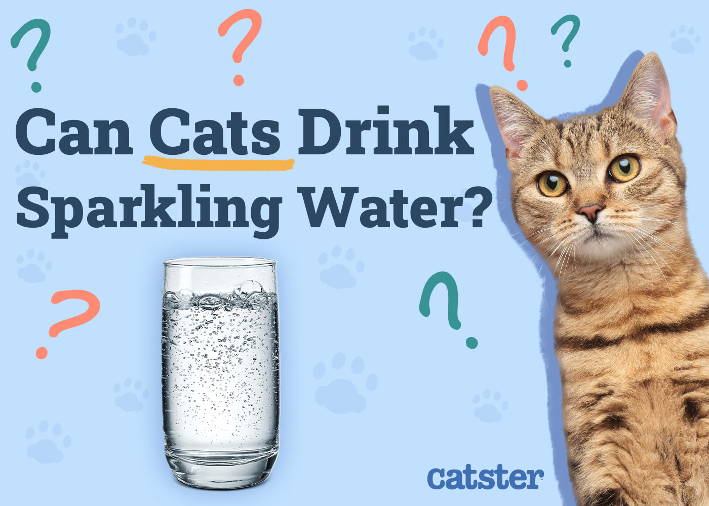 Can Cats Drink Sparkling Water? Nutritional Facts & Risks